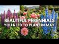 Plant These 15 Perennials This May for a Garden That Comes Back Year After Year! 🌿