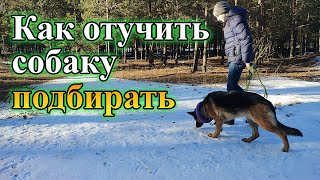 видео: Как отучить щенка / собаку подбирать с пола | Что делать если собака ест все подряд на прогулке? картинка: Как отучить щенка / собаку подбирать с пола | Что делать если собака ест все подряд на прогулке?