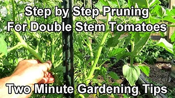A Double Stem Tomato Pruning Method - From Never Pruned to 2 Production Stems: Two Minute TRG Tips