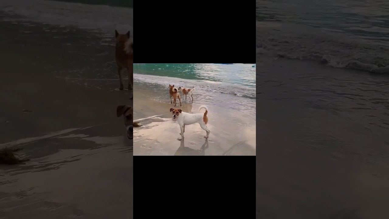 🐕Aspin = Asong Pinoy (Filipino Dog) of the Philippines 🇵🇭