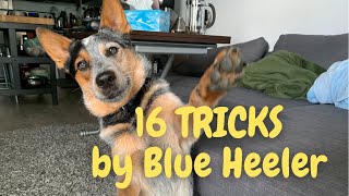 16 Cute Dog Tricks by Blue Heeler | ☀ Sunny the Australian Cattle Dog