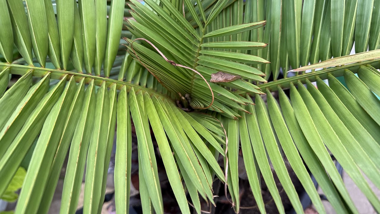 Jubaea chilensis update! Jubaea chilensis update!