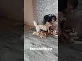 Собака выполняет Команду ВОЗДУХ