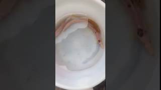 video 1500185853