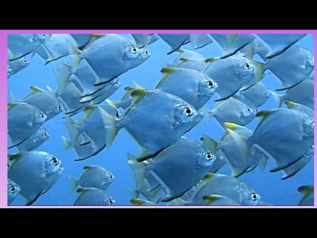 バリ島アメッドで絶対に見て欲しいヒメツバメウオの群れ School Of Silver Batfish Moony Youtube