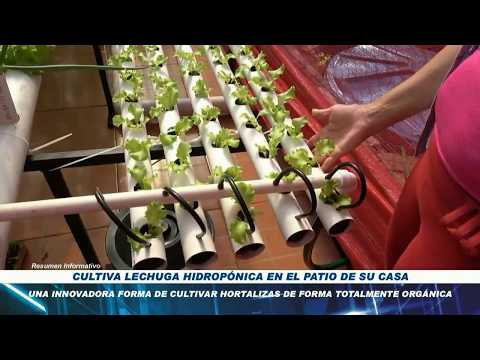 Video: Lechuga 'Oscarde' Información de la planta: consejos para cultivar lechuga Oscarde en jardines