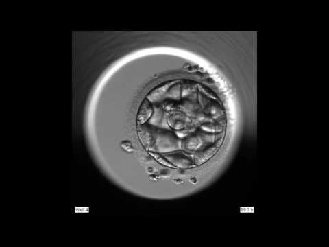 Video: Kan ett obefruktat apomiktiskt embryo?