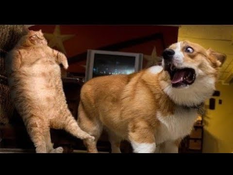 10分間腹が痛いほど爆笑する犬 猫 動物のおもしろハプニング動画集 2 Youtube 10分間腹が痛いほど爆笑する犬 猫 動物のおもしろハプニング動画集 2 Youtube