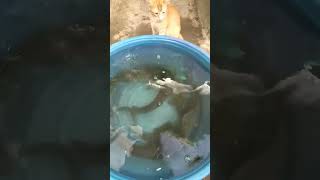 Caught All These Big Fish. shorts catfish mudfish   shortsvideo shortsviral mlduomixvlog