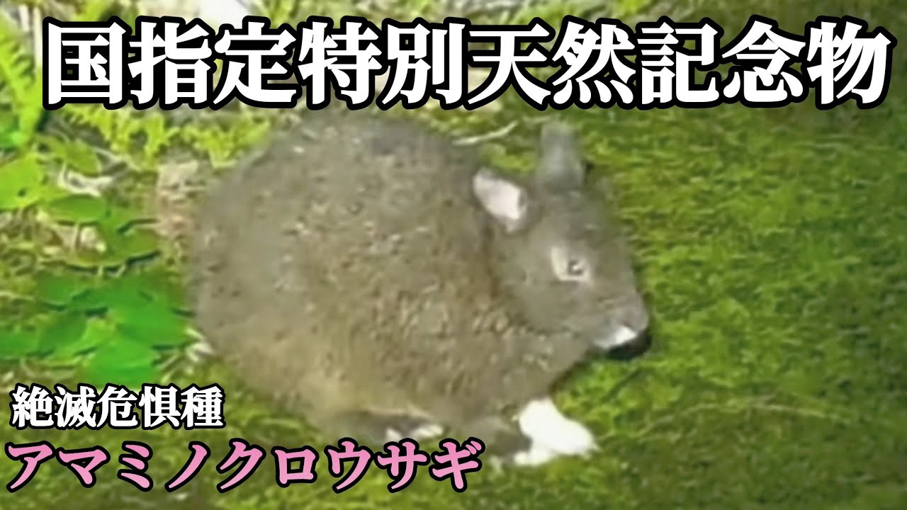 貴重映像 前足だけ白いアマミノクロウサギ 奄美大島 白足袋を履いたアマミノクロウサギ 天然記念物 ナイトツアー 希少種 Youtube