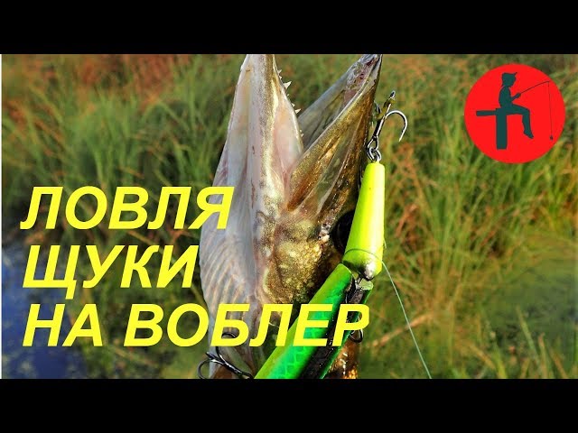 Ловля щуки на воблер O.S.P Bent Minnow