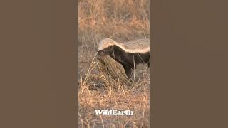 Oh my! Is that your dinner?