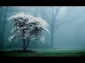 Capture de la vidéo Entendre La Forêt Qui Pousse  ~ Chapelier Fou