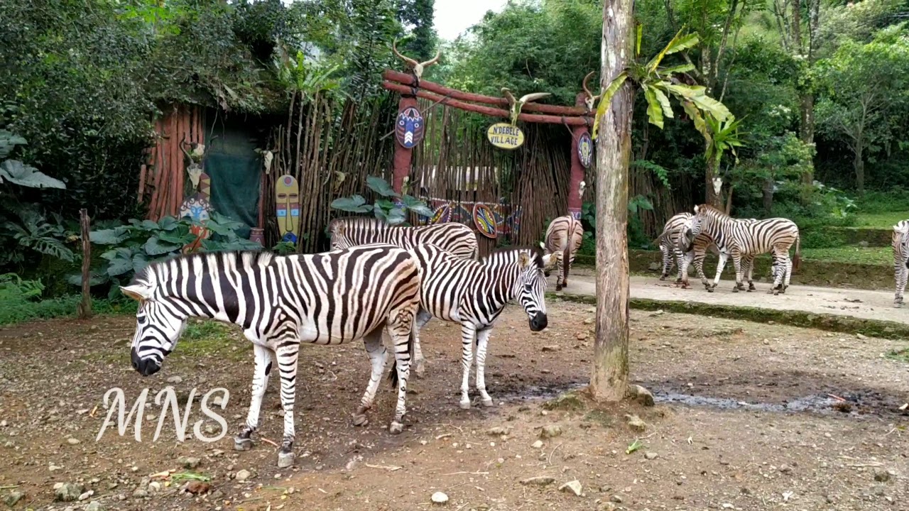 makanan untuk hewan di taman safari