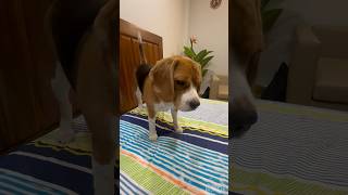 ✅🧿🧿🐾🐾 #funny #shortsviral #doggielife #beagle #shortvideo #cute
