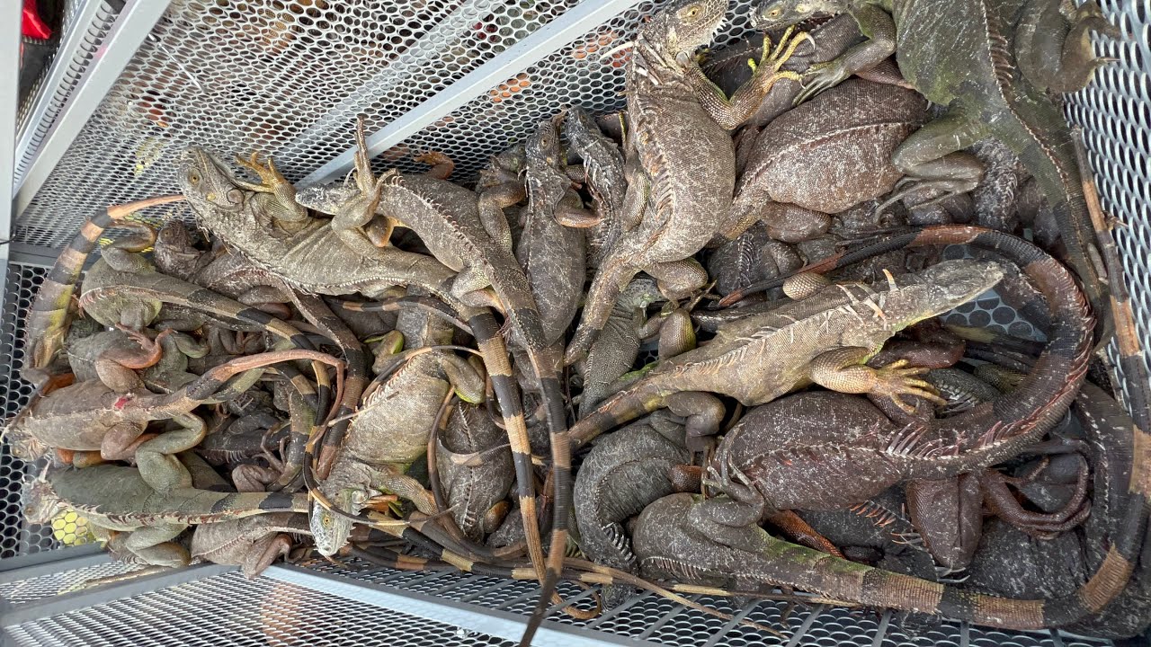 Florida Fish and Wildlife encourage Residents to Catch and Remove invasive iguanas!