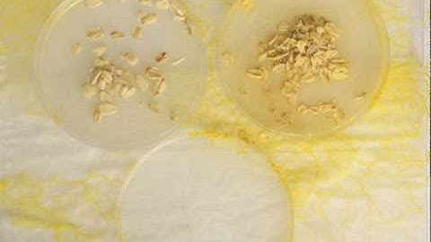 Physarum Experiment No: 010