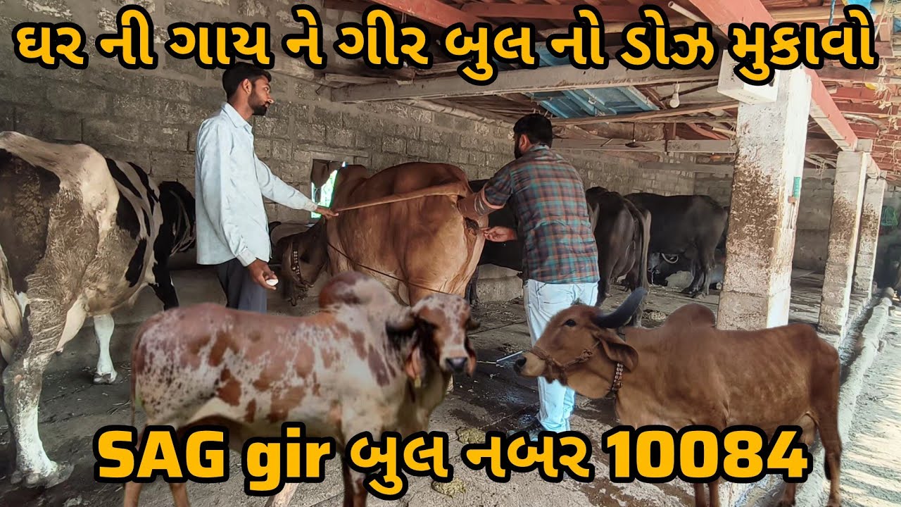આજે અમારી ઘર ની ગાય ને પણ ગીર બુલ નો ડોઝ મુકાવી દીધો//x simen mukavu//