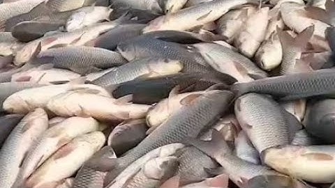 Best fish Trap video Hook Fishing By Plastic Bottles fish Tanp Easy way of Catching Fish 🐠