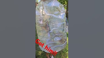 how to catch gophers...the fast easy way. kids love it