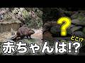 【LIVE】ビーバーの赤ちゃん見られるかな〜🦫