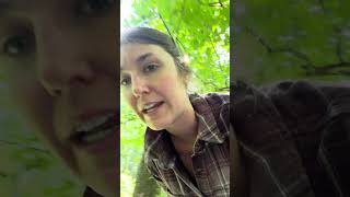 How to Identify Poison Ivy??