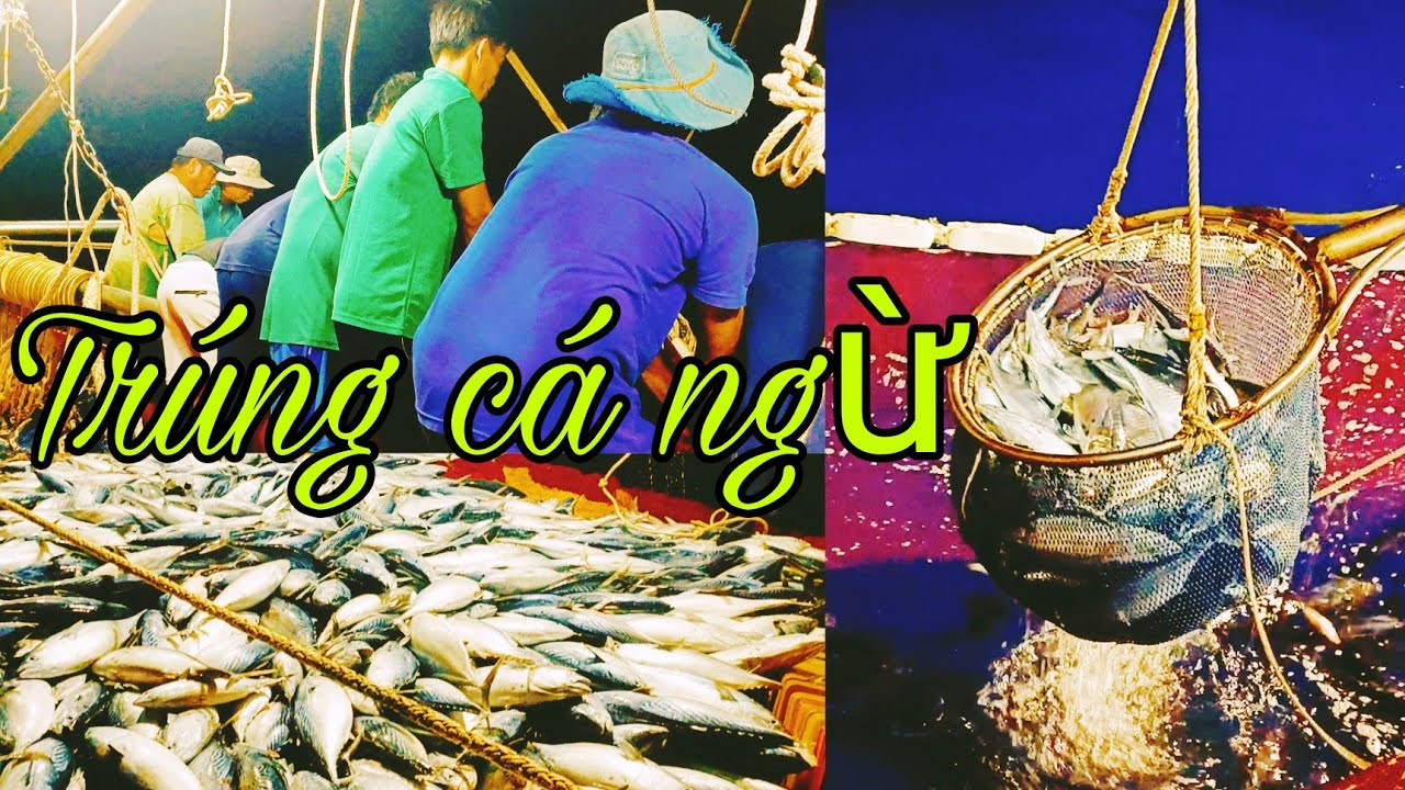 Đánh cá ngừ ban ngày trúng mánh được 7tấn cá ngừ Hoa.Cuộc sống biển# Hưa Đông# sóng biển