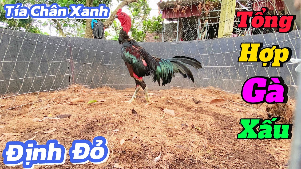 TÍA CHÂN XANH - Tổng Hợp Gà  Có Tại Trang Trại / Định Đỏ