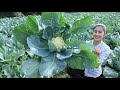 Beautiful Cauliflower Farm In My Village / Cauliflower Recipe / Cooking with Sreypov