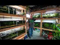 Master Fish Breeder Tours My Fish Room!!
