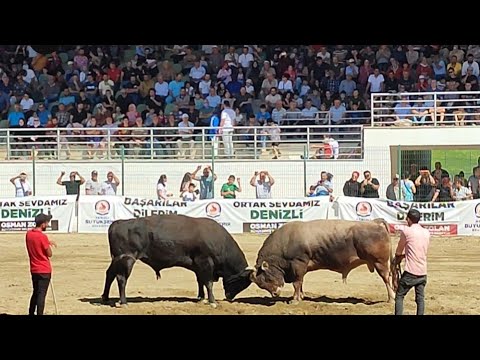 İLK HAMLEDE GÜREŞİ KAZANAN BOĞA...DENİZLİ BOĞA GÜREŞLERİ...