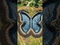 Giant Butterfly Garden Transformation 🦋 #shorts #satisfying #garden #transformation