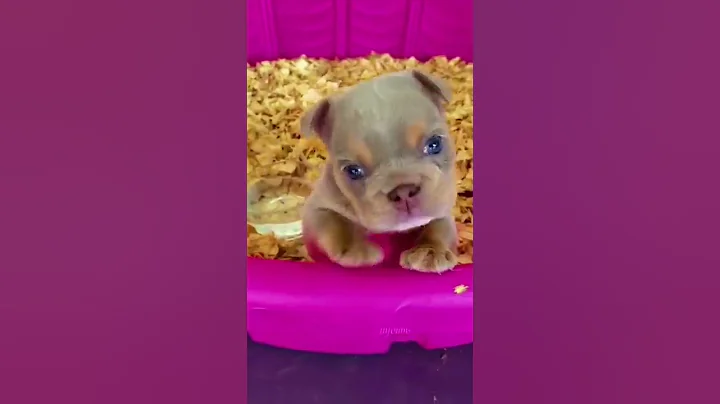 American Bullies 🔥❤️