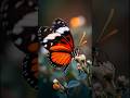 The Magical Life of a Butterfly 🦋 | From Egg to Flight #shorts
