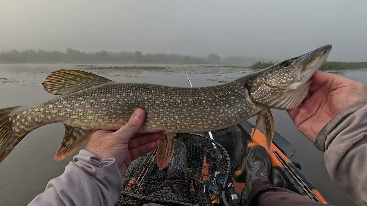 Foggy Morning Pike and Bass Fishing! 5 Pike and a 3.74 pound bass!