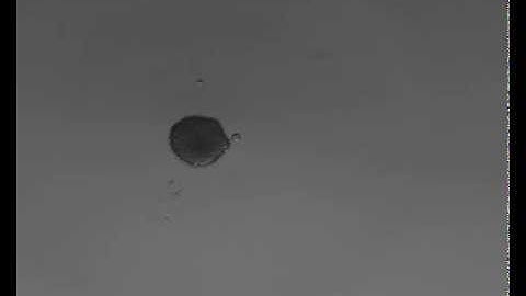 Spheroid Formation of NIH-3T3 Cells