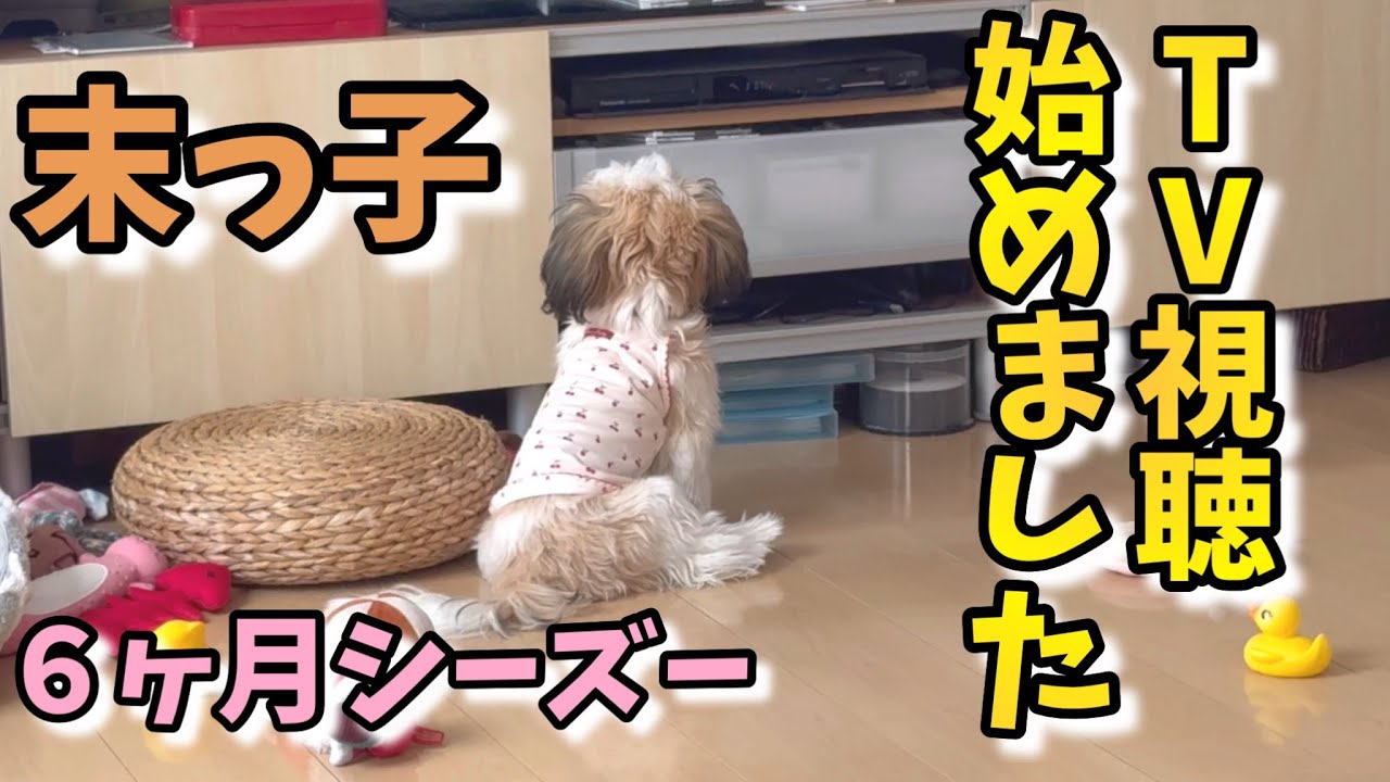What? A human?] My dog ​​reacts to the TV show as if he's a viewer