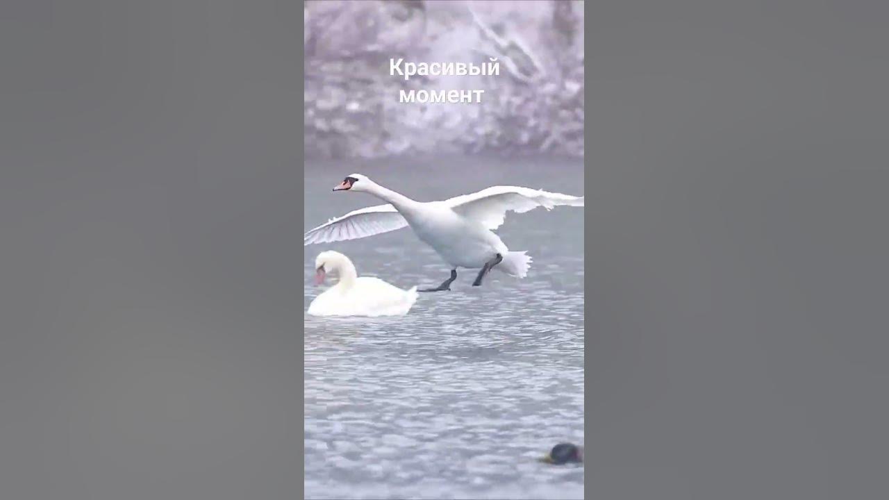 Лебедь красиво подплыл к берегу. Лебедь на воде. Лебеди на озере. Лебедь. Прекрасные лебеди.