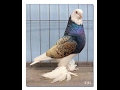 Bizarre pigeon breeds