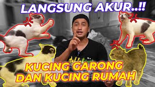 CARA MENYATUKAN KUCING BARU LANGSUNG AKUR..!!