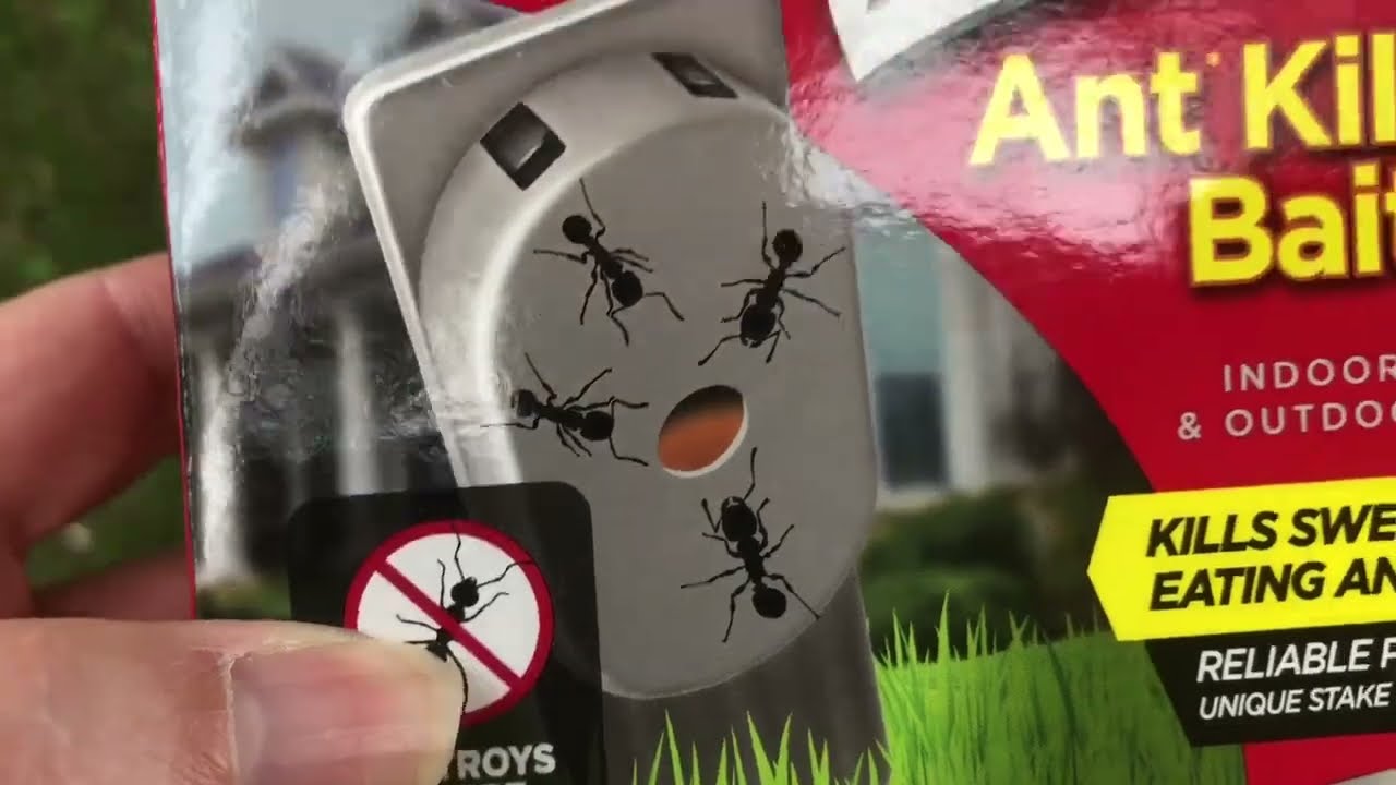 How to kill carpenter ants in your yard how to kill a carpenter ant