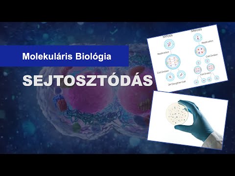 Videó: Mi a sejtciklus a genetikában?