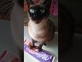 #cat #cute #siamese #cutecat #joker #kitty #catlife #kot #funnycats #pet #catvlog #milka #chocolate