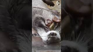 Sea Otter Rock Juggling: Unveiling the Mystery