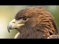 Meet Rescued Golden Eagle Deschutes