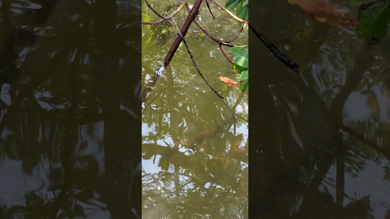 sight-fishing goliath grouper in the Everglades
