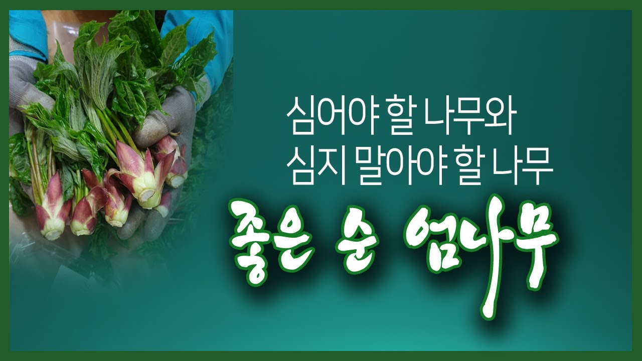 좋은 순, 높은 가격을 받는 엄나무 순에 대하여 나누어 봅니다.