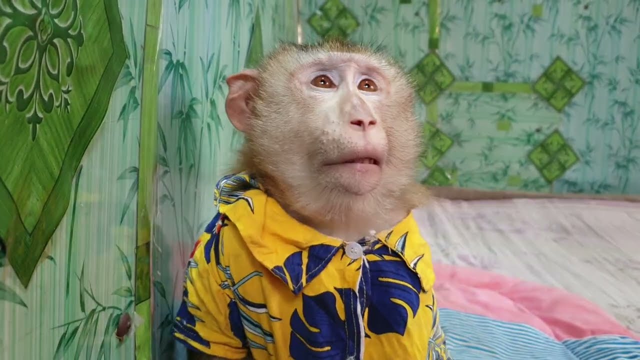 Monkey Yoko so lonely while brother Koko free in Jungle