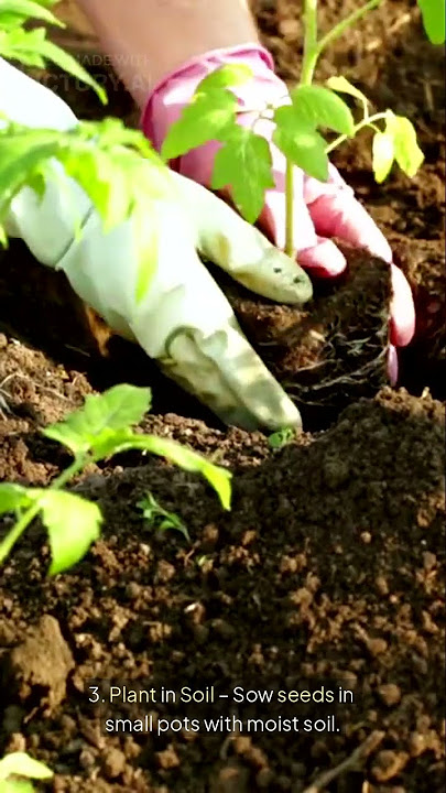 'Turn Waste into Wealth – Grow Tomatoes from Kitchen Seeds!'.