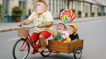 🔴 Cutis take CUBIS, MYNU, monkey SU, ABU monkey go hide -  BEST VIDEO MONKEY 2025 🐵( part 8)